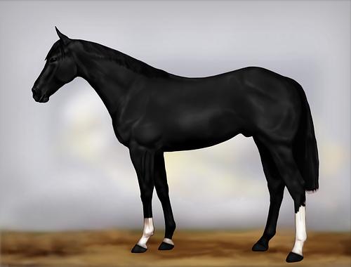 Horse Image