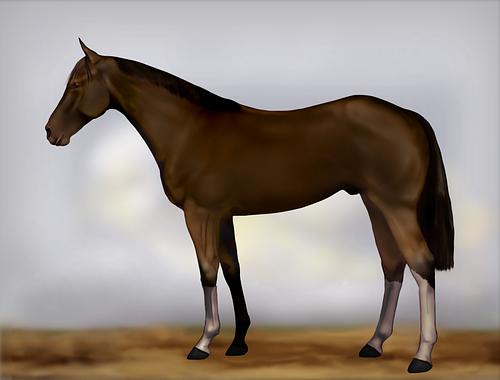 Horse Image