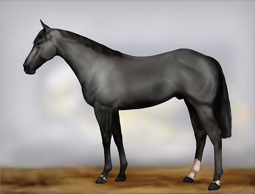 Horse Image