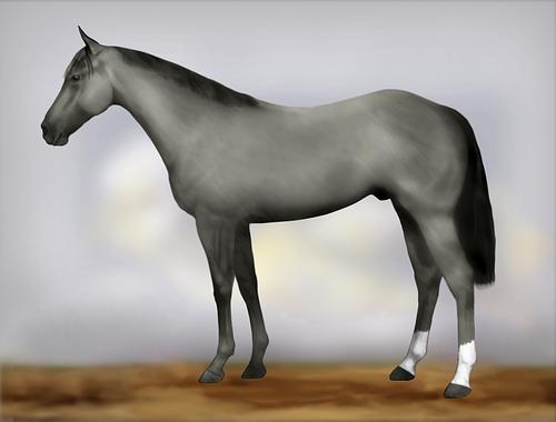 Horse Image