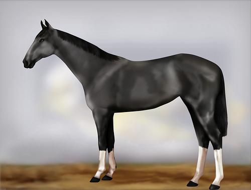 Horse Image