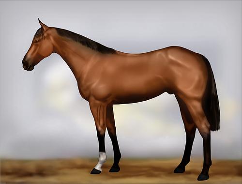 Horse Image