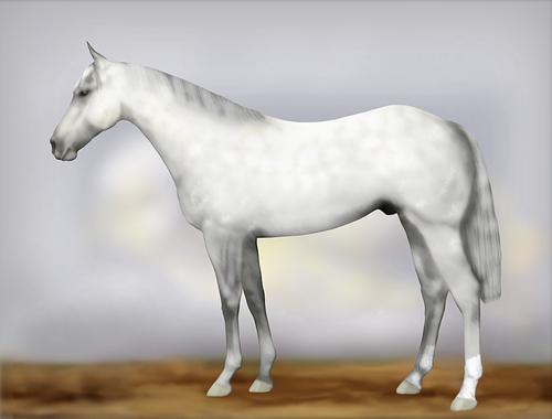 Horse Image