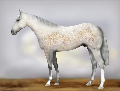 Horse Image