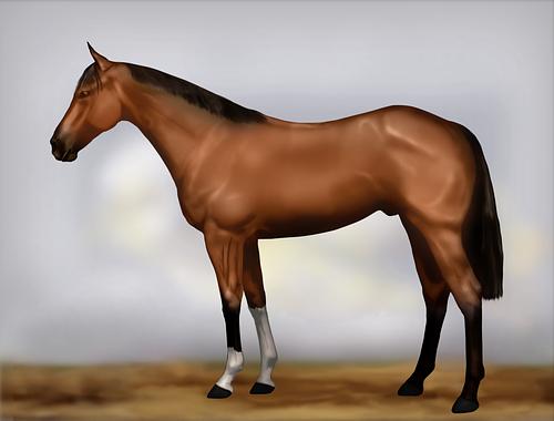 Horse Image