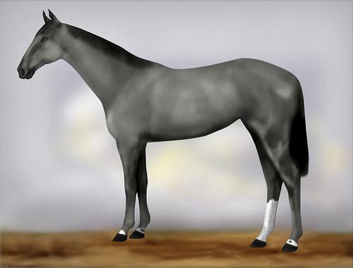 Horse Image