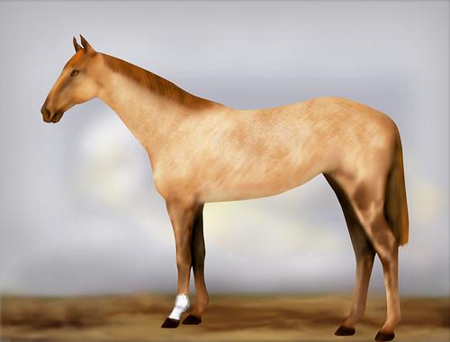 Horse Image