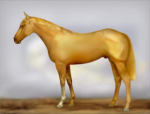 Horse Image