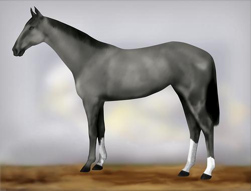 Horse Image