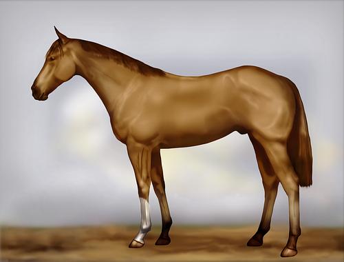 Horse Image