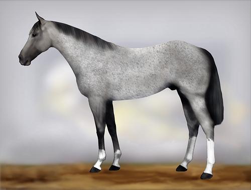 Horse Image
