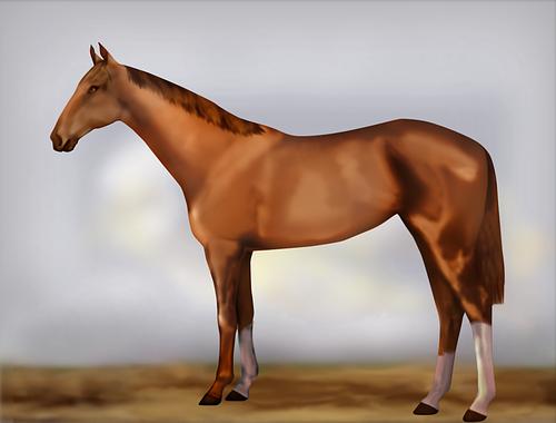 Horse Image