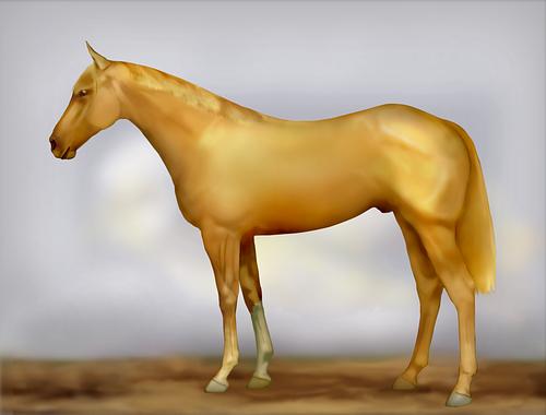 Horse Image