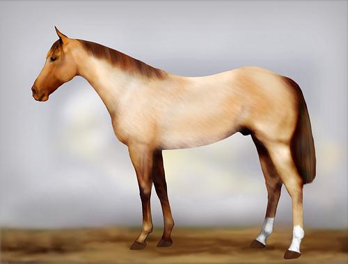 Horse Image