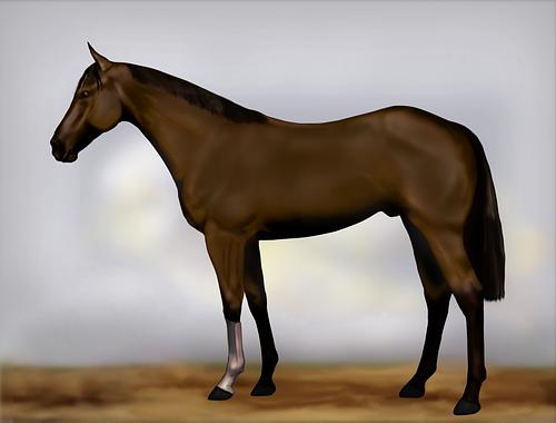 Horse Image