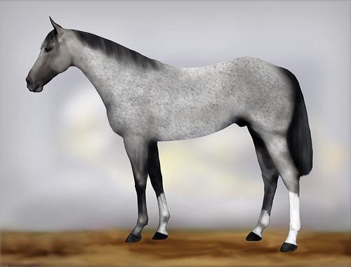 Horse Image