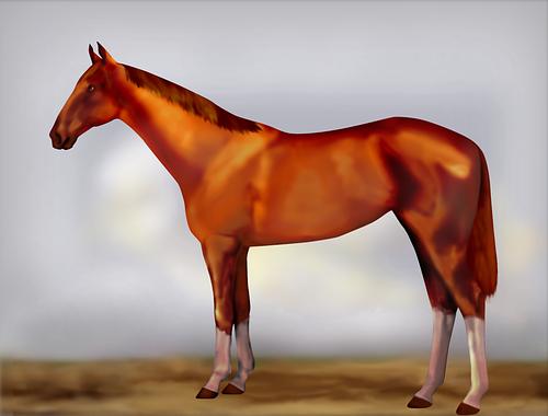 Horse Image
