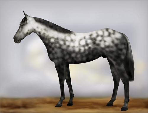 Horse Image