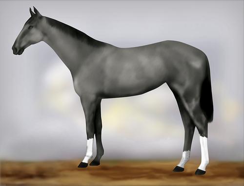 Horse Image