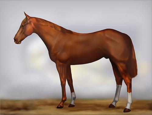 Horse Image