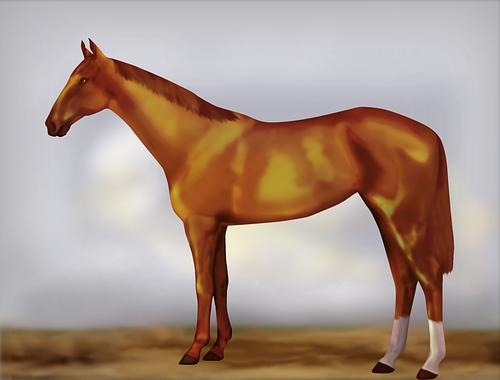 Horse Image