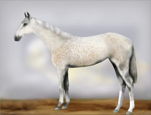 Horse Image