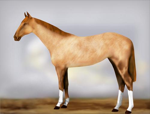 Horse Image