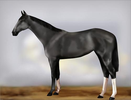 Horse Image