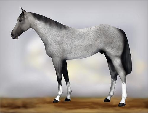 Horse Image
