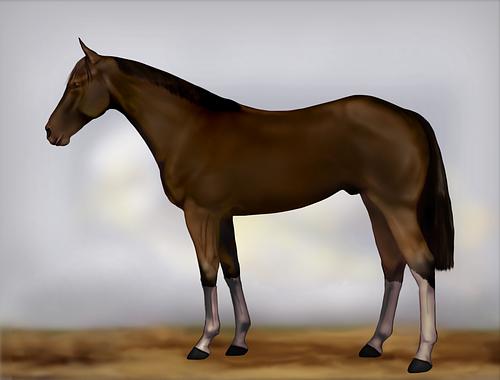 Horse Image
