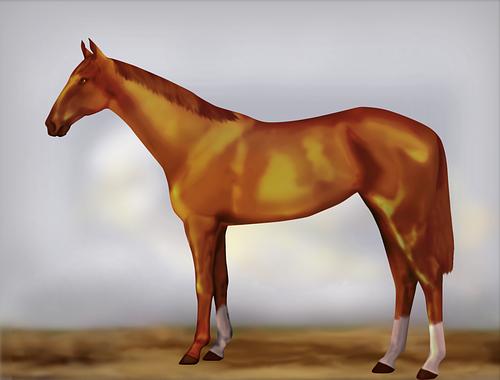 Horse Image