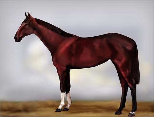Horse Image