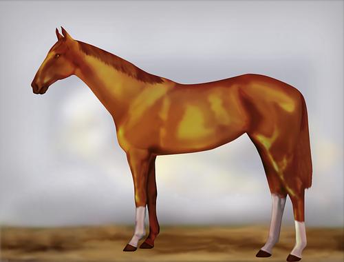 Horse Image