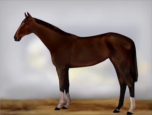 Horse Image