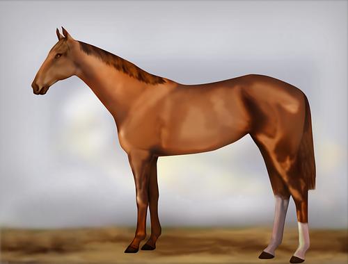 Horse Image