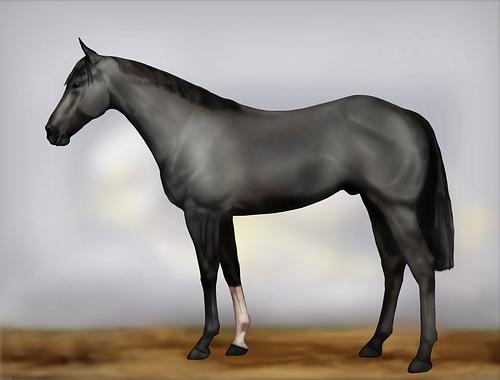 Horse Image