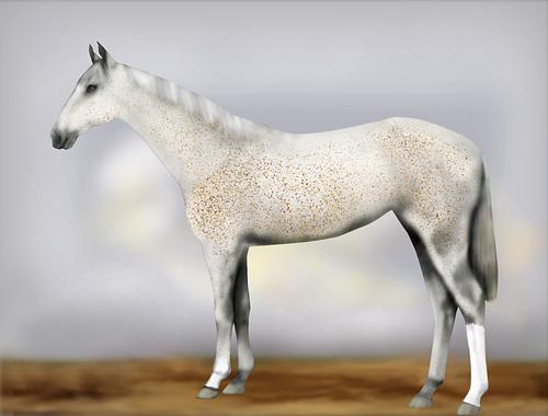 Horse Image