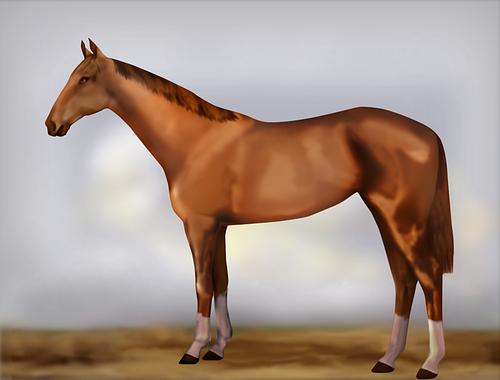 Horse Image