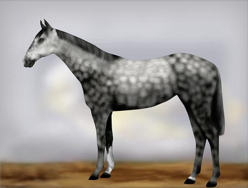 Horse Image
