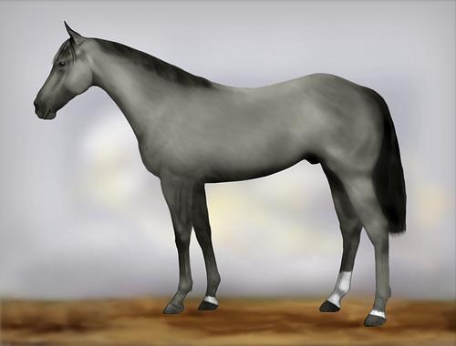 Horse Image