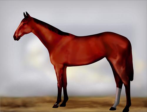 Horse Image