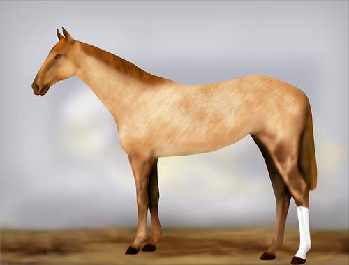 Horse Image