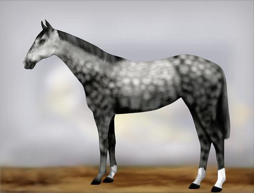 Horse Image