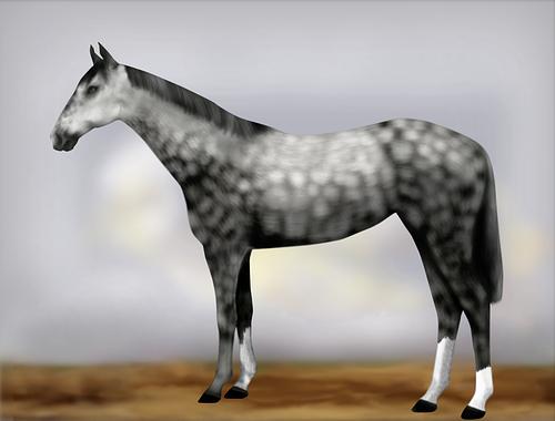 Horse Image