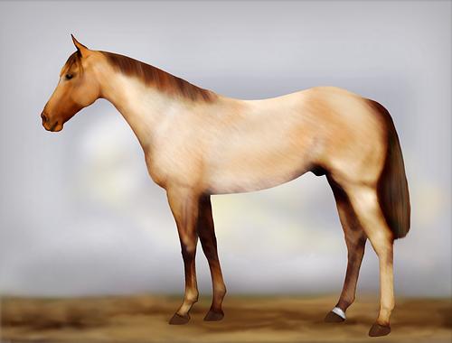 Horse Image