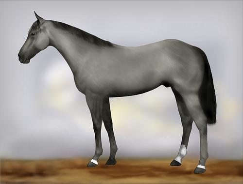 Horse Image