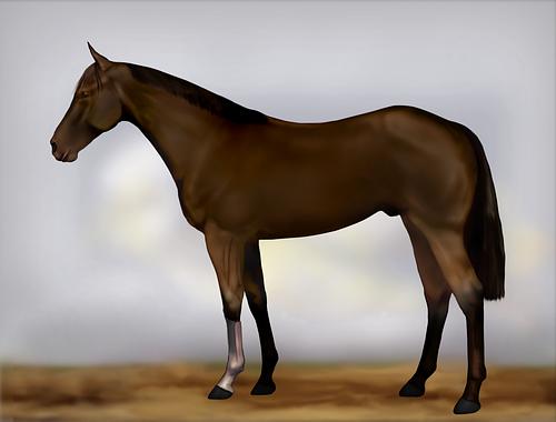 Horse Image