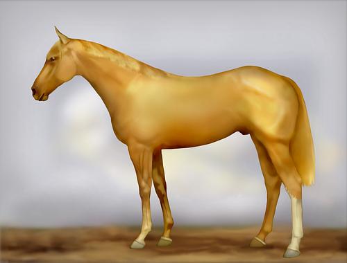 Horse Image