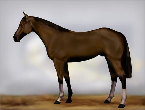 Horse Image