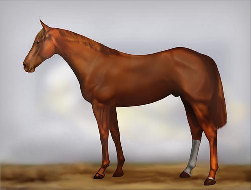 Horse Image